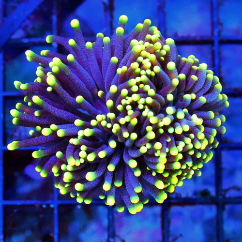 3.5X3.5 ULTRA ULTRA TORCH-TOTALLY INSANE ULTRA COLORED RASTA TORCH DOUBLE