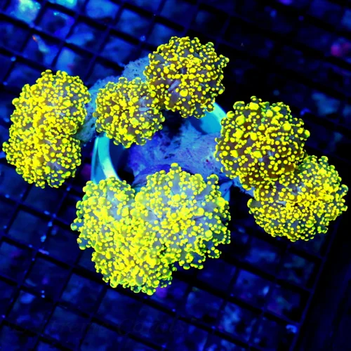 6.5X6 GIANT XXL BRANCHING OCTOSPAWN-THIS ONE IS RIDICULOUS-COLOR IS VERY SPECIAL