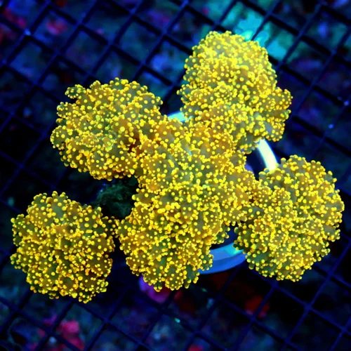 6.5X6.5 GIANT XXL BRANCHING OCTOSPAWN-AS BRIGHT A ORANGE AS YOU WILL EVER SEE!! THIS IS OUT OF THIS 