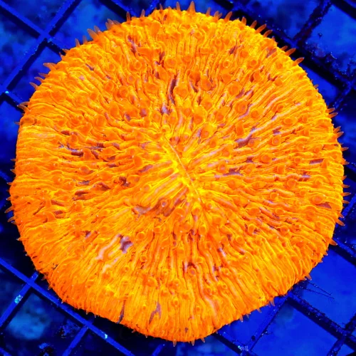 4X4 PLATE CORAL-SUPER SUPER NEON ORANGE MELTING POT PERPLE SPLASHED SHOWPIECE PLATE