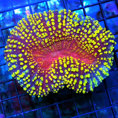 4.5X4 ULTRA INDO LOBOPHYLLIA-I THINK THIS IS A PRETTY A LOBOPHYLLIA AS THERE IS ON MARKET-THIS IS EP