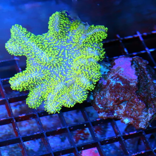 4.5X4 AUSSIE CROWN LEATHER-BEAUTIFUL NEON GREEN POLYPED PURPLE BASED AUSSIE CROWN LEATHER