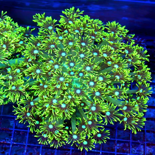8X8 XXL GONIOPORA-ABSOLUTELY STUNNING LEMON LIME YELLOW ULTRA ULTRA COLORED HUGE GONIOPORA