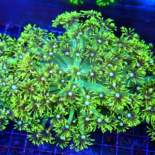 8X8 XXL GONIOPORA-ABSOLUTELY STUNNING LEMON LIME YELLOW ULTRA ULTRA COLORED HUGE GONIOPORA