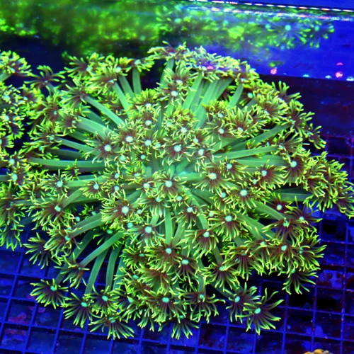 10X10 XXL GONIOPORA-ABSOLUTELY STUNNING LEMON LIME YELLOW ULTRA ULTRA COLORED HUGE GONIOPORA