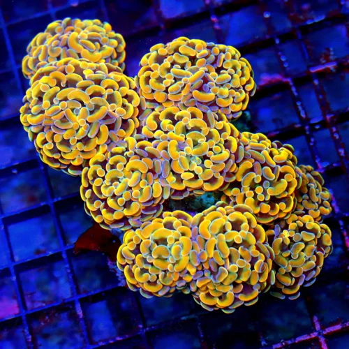 6X4.5 XXL BRANCHING HAMMER-ALL I CAN SAY IS WOWWEE GIANT MULTIHEADED ULTRA ORANGE BRANCHING HAMMER