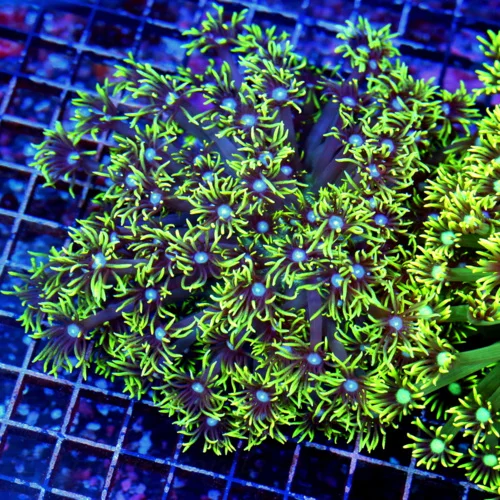 8X8 XXL GONIOPORA-ABSOLUTELY STUNNING LEMON LIME YELLOW ULTRA ULTRA COLORED HUGE GONIOPORA