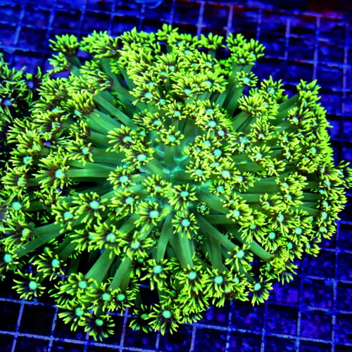 8X8 XXL GONIOPORA-ABSOLUTELY STUNNING LEMON LIME YELLOW ULTRA ULTRA COLORED HUGE GONIOPORA