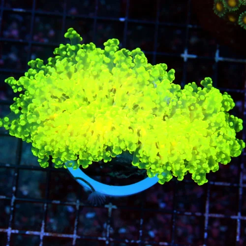 6X4.5 XXL SHOWPIECE ULTRA OCTOSPAWN-THIS SHOULD LAST ABOUT 10 MINS ON THE WEBSITE-IT IS EPIC COLOR!!