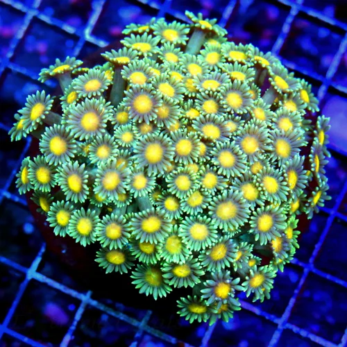 4X4 VERY VERY RARE ULTRA GONIOPORA-SUPER SUPER YELLOW EYED INDO GONIOPORA-DONT SEE MANY OF THESE A Y