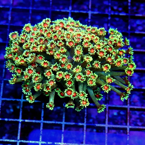 5.5X4 ULTRA GONIOPORA-SUPER SUPER RED EYD ULTRA COLORED SHOWPIECE INDO GONIOPORA