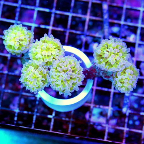 5X4 BRANCHING HAMMER-ONE OF A KIND ULTRA GRADE INDO BRANCHING HAMMER-THIS IS EPIC!!