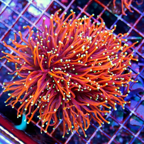 5.5X5.5 GIANT CENTERPIECE "DRAGON SOUL NEON MULTICOLORED ORANGE TORCH" THIS IS A GIANT PIECE!!