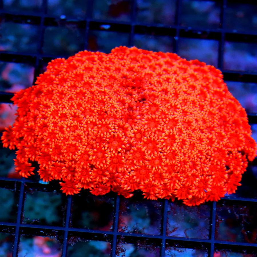 WYSIWYG 5X4 XL INDO GONIOPORA-SUPER NEON RED ULTRA COLORED FIRECRACKER GONIOPORA-AWESOME COLOR!! live coral for sale - Extreme Corals