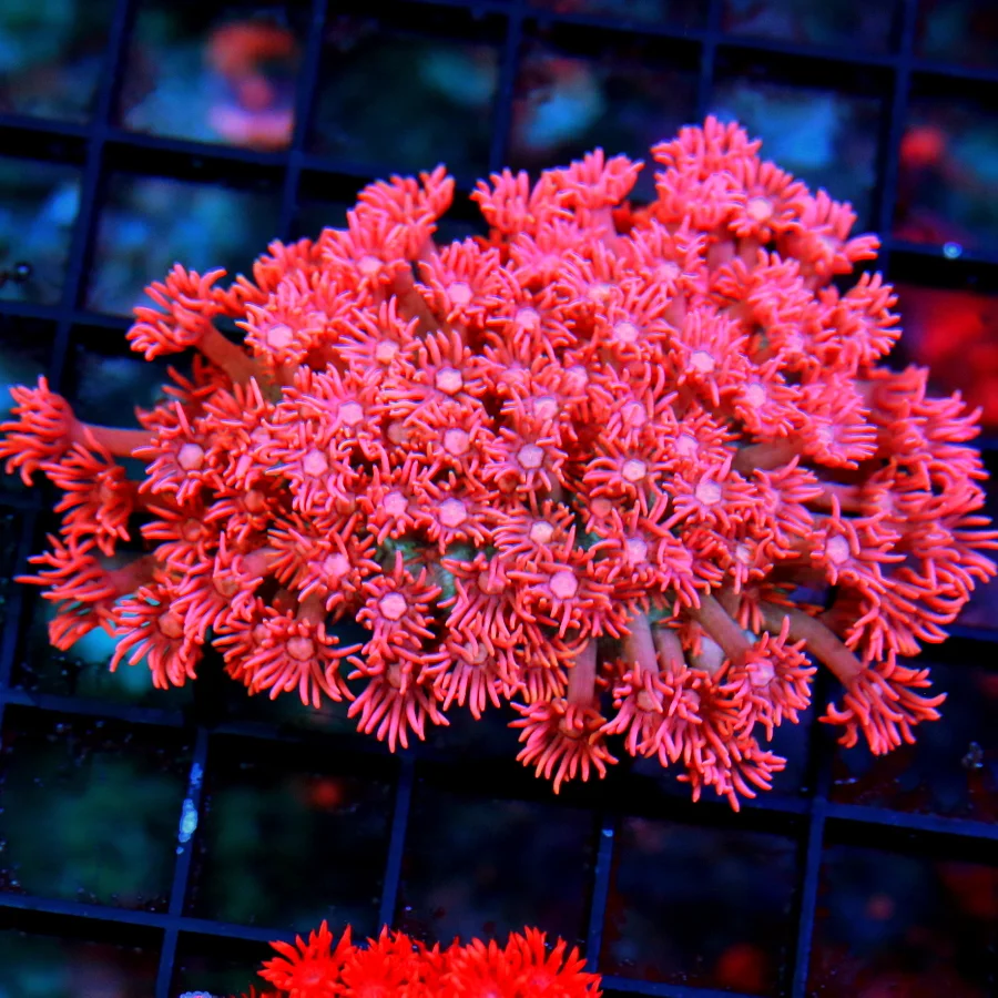 WYSIWYG 4.5X3.5 LARGE INDO GONIOPORA-SUPER RARE ULTRA PICK SHOWPIECE GONIOPORA-VERY VERY NICE SPECIMEN live coral for sale - Extreme Corals