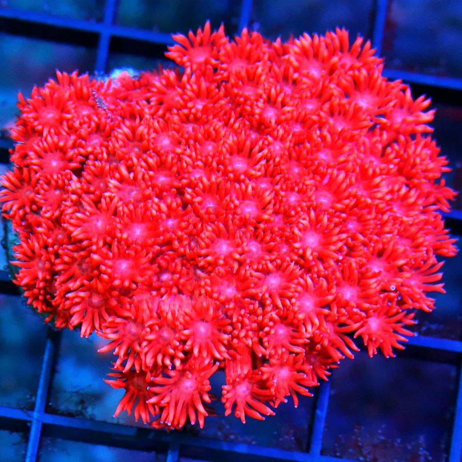 3.5X3.5 ULTRA GRADE GONIOPORA-SUPER SUPER CHERRY BOMB RED BLUE EYED INDO GONIOPORA-FABULOUS!!
