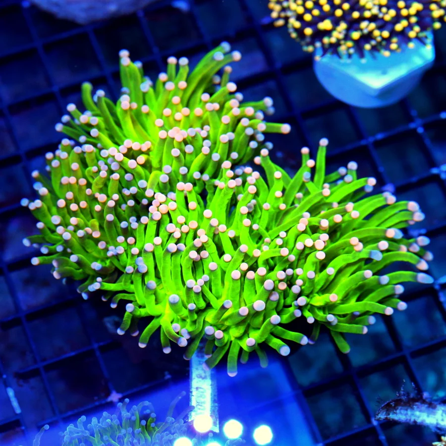 WYSIWYG 5.5X5.5 XXL ULTRA SHOWPIECE TORCH-INCREDIBLE COTTON CANDY TORCH-COLOR IS EXTRA BRIGHT ON THIS ONE! live coral for sale - Extreme Corals