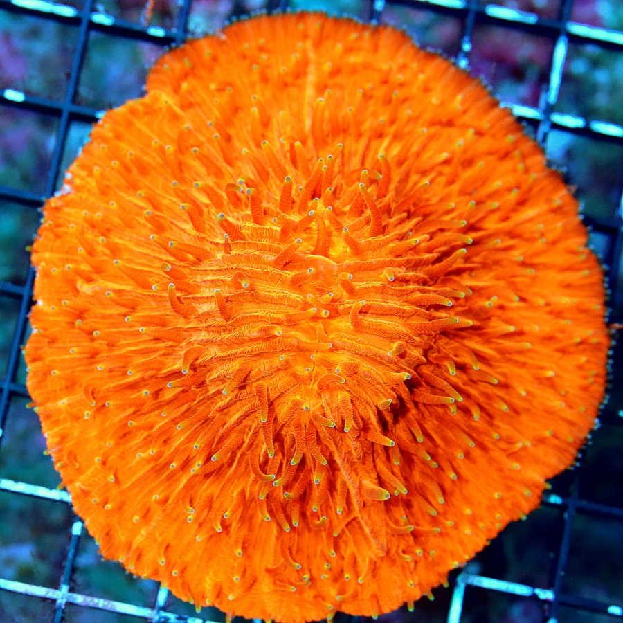 WYSIWYG 5X5 XL HOME DEPOT ORANGE BRANCHING AUSSIE HAMMER-COLOR IS VERY INTENSE TONES OF HEADS!!! live coral for sale - Extreme Corals