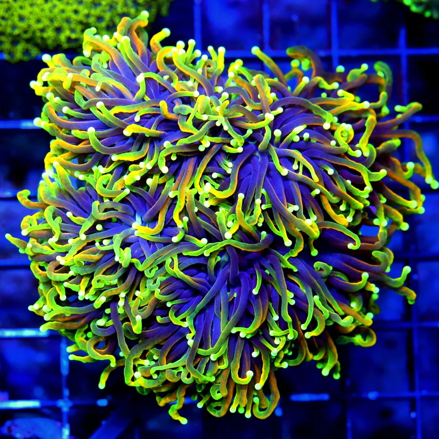 WYSIWYG 55X5 XXL ORNAGE MOUNDING PLATE-THIS ONE IS AWESOME-IT IS GOING LIKE A VOLCANO SHAPE!! live coral for sale - Extreme Corals