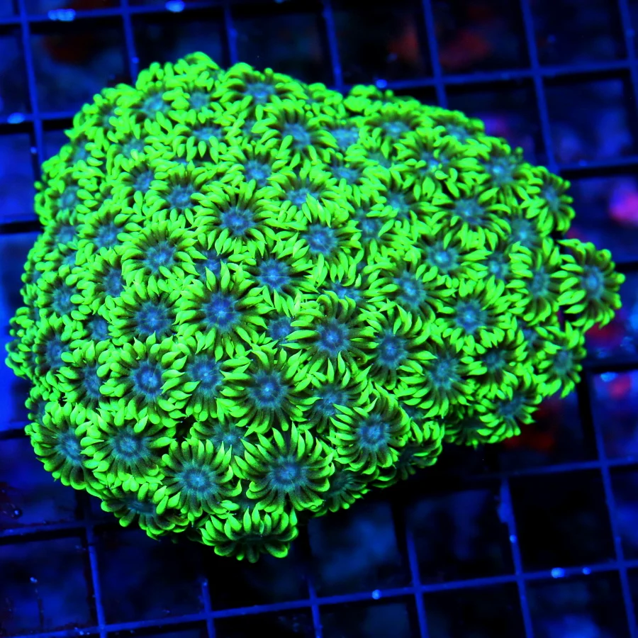 WYSIWYG 5X4 LARGE ULTRA BLUE EYED TOXIC NEON GREEN ULTRA COLORED GONIOPORA-INCREDIBLE COLOR live coral for sale - Extreme Corals