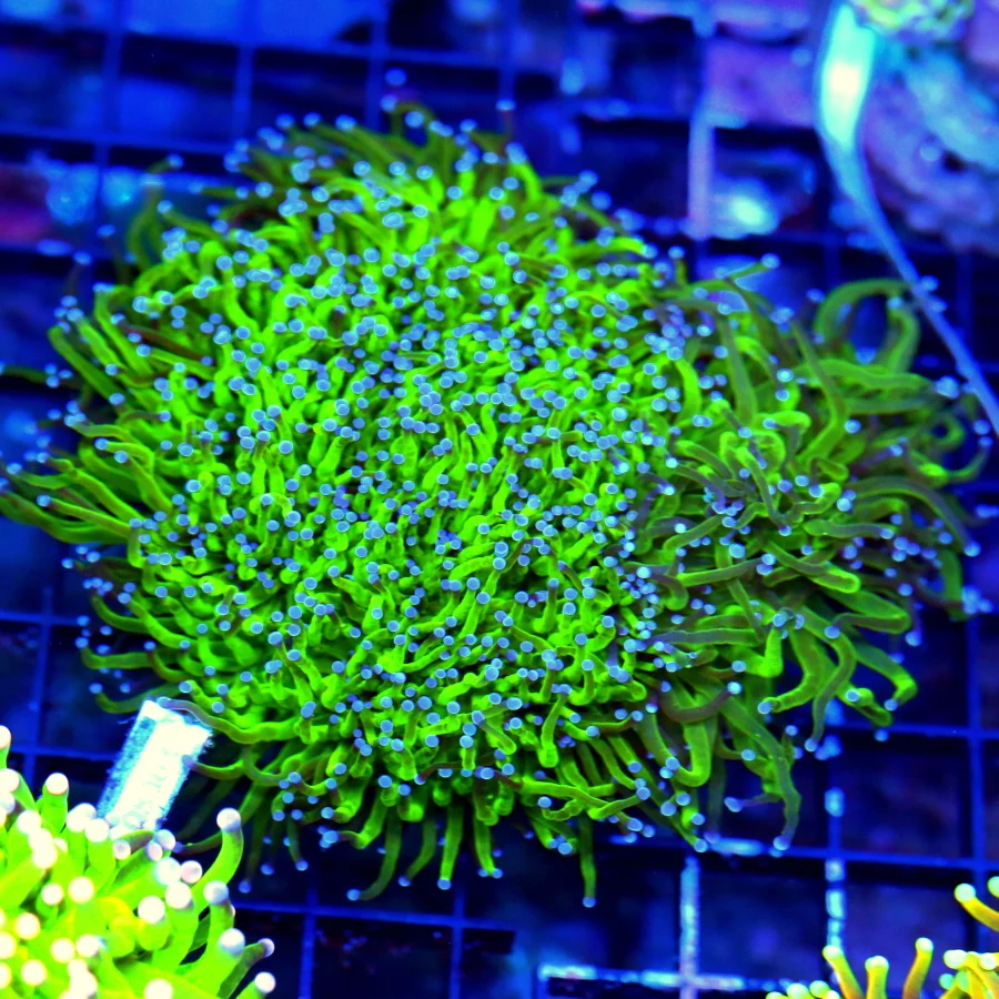 WYSIWYG 6X5 GIANT SSL CENTERPIECE TOTALLY AWESOME SEON GREN SUPER BLUE TIPPED INDO SHOW TORCH CORAL live coral for sale - Extreme Corals