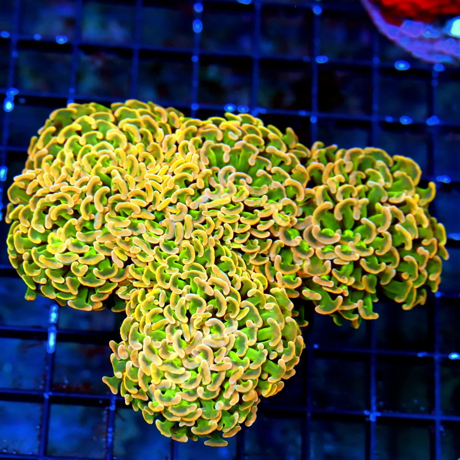 WYSIWYG 6X5 HABDPICKED SHOWPIECE SUPER SUPER NEON GREEN TENTACLED ULTRA ORANGE TIPPED BICOLOR HAMMER live coral for sale - Extreme Corals