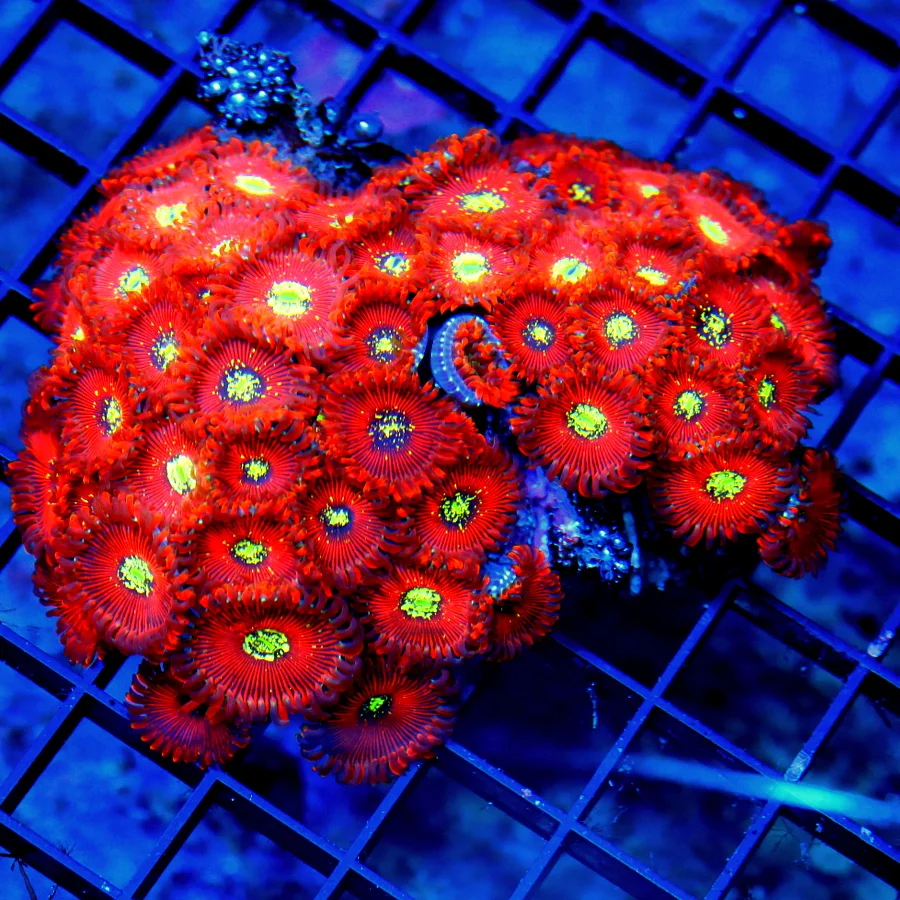 4.5X4 PALYTHOA CORAL - ULTRA GRADE SALTED AGAVE / MAGICIAN PALYTHOA CORAL-SUPERIOR COLOR!!