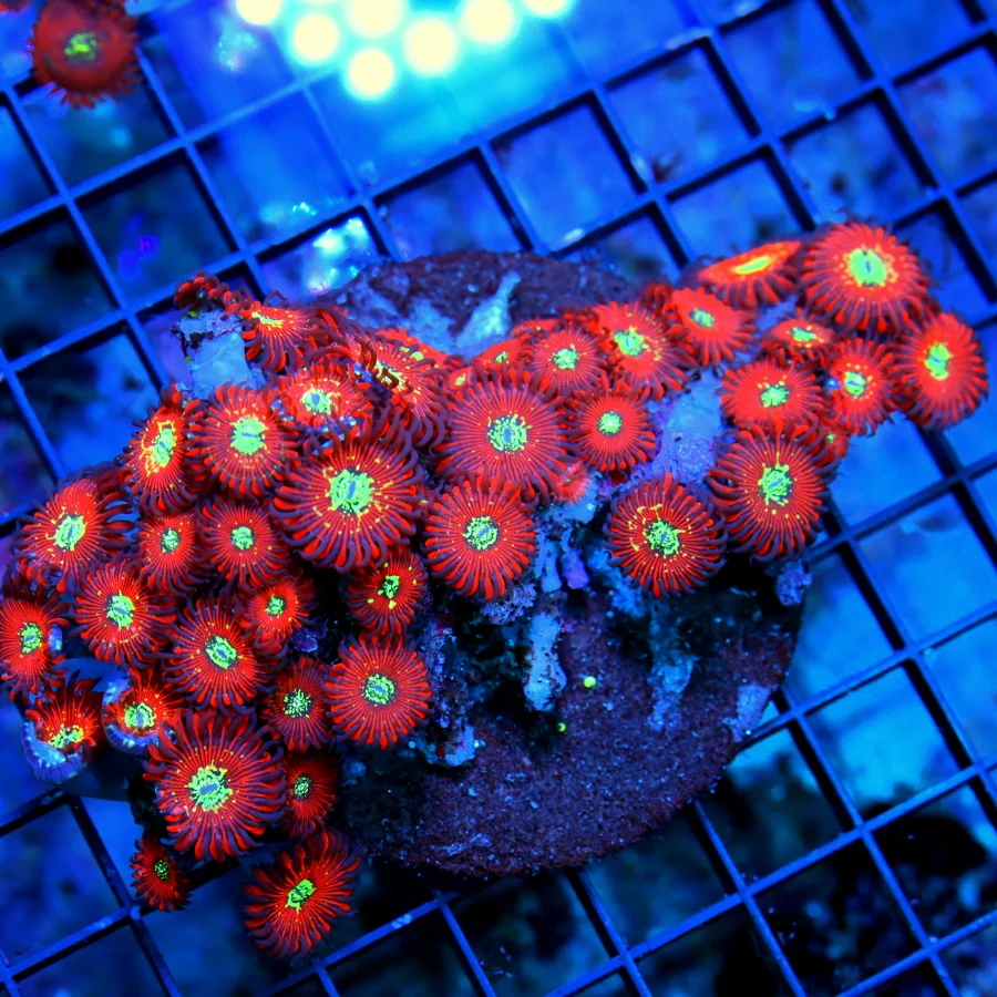 6X3.5 PALYTHOA CORAL - ULTRA GRADE SALTED AGAVE / MAGICIAN PALYTHOA CORAL-I LOVE THIS ONE!!