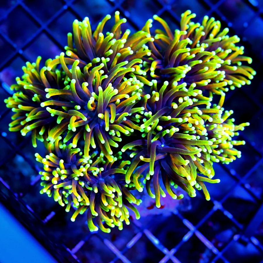 WYSIWYG 6X5 GIANT XXL ULTRA ULTRA GRADE CENTERPIECE INDO DRAGON SOUL TORCH-THIS IS A EPIC CENTERPIECE live coral for sale - Extreme Corals