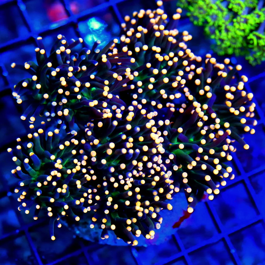 WYSIWYG 5.5X5 XXL SCOTT'S PICK OF THE DAY!! THIS IS OUT OF THIS WORLD! SUPER ORANGE TIPPED TORCH live coral for sale - Extreme Corals