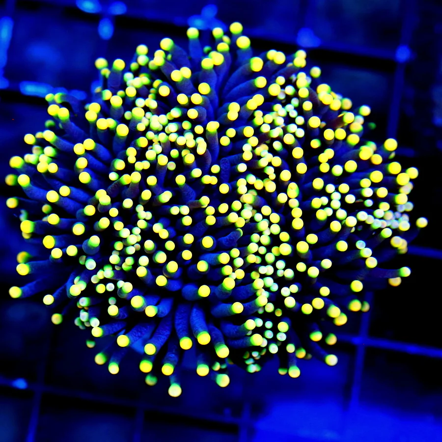 WYSIWYG 4X4 UNBELIEVABLE ULTRA ULTRA PURPLE TENTACLED SUPER ORANGE TIPPED COLLECTORS ITEM INDO TORCH-WOWEE!! live coral for sale - Extreme Corals