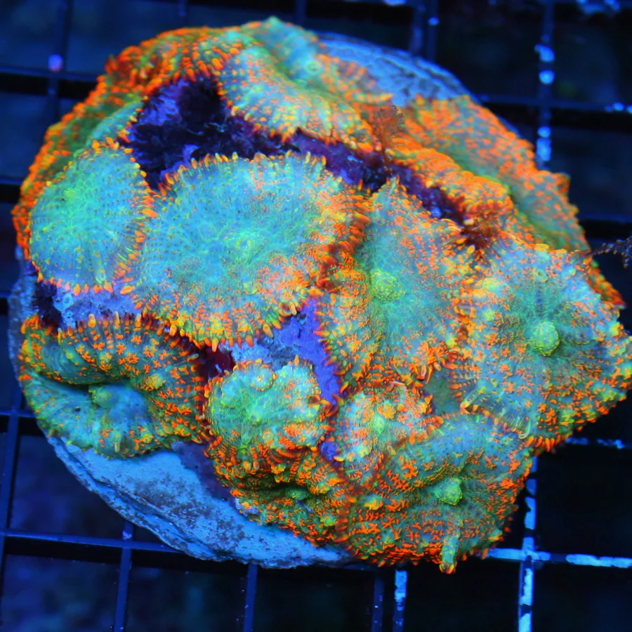 4.5X4.5 RHODACTIS MUSHROOM-HARD TO GET ULTRA COLORED AQUAMAN RHODACTIS MUSHROOM FULLY COVERED
