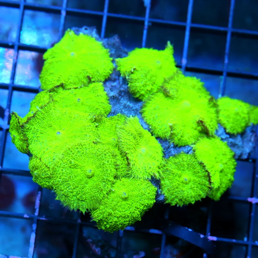 4.5x4 RHODACTIS MUSHROOM-SUPER NEON GREEN XL FULLY COVERED RHODACTIS MUSHROOM COLONY