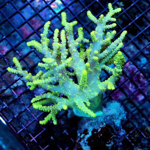 WYSIWYG 8X7 SUPER LEMON LIME YELLOW ULTRA COLORED XL SPAGHETTI SINULARIA LEATHER-AWESOME! live coral for sale - Extreme Corals