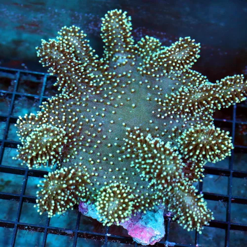 WYSIWYG 7X7 VERY NICE XL DEVILS HAND TOADSTOOL LEATHER GREAT SIZE SHAPE AND COLOR!! live coral for sale - Extreme Corals