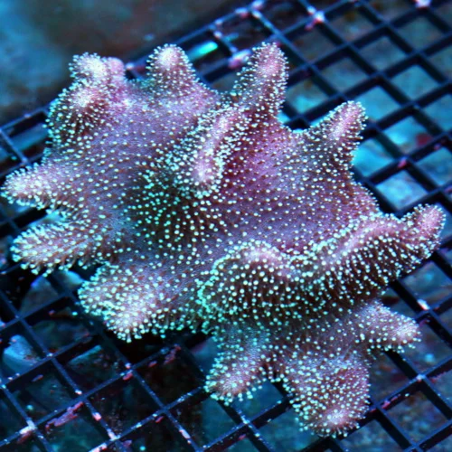 WYSIWYG 6.5X5 VERY VERY UNIQUE PURPLE HUED ULTRA GRADE LARGE DEVILS HAND TOADSTOOL LEATHER live coral for sale - Extreme Corals