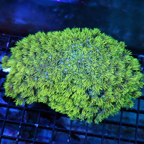 WYSIWYG 6X5 XXL NEON BLUE EYED ULTRA GREEN XL INDO GONIOPORA-BEAUTIFUL SPECIMEN live coral for sale - Extreme Corals