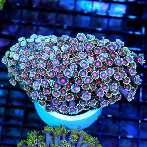 WYSIWYG 5.5X4.5 ULTRA GONIPORA-VERY VERY RARE RED ALIEN EYED SUPER BLUE EXTREMELY RARE COLORED GONIOPORA live coral for sale - Extreme Corals