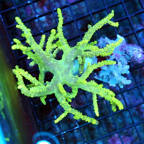WYSIWYG 5.5X5.5 SUPER LEMON LIME YELLOW ULTRA COLORED XL SPAGHETTI SINULARIA LEATHER-AWESOME! live coral for sale - Extreme Corals