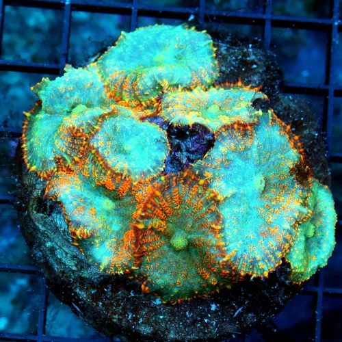 WYSIWYG 4.5X4.5 SUPER AQUAMAN RHODACTIS MUSHROOM COLONY-GREAT SIZE SHAPE COLOR AND COVERAGE live coral for sale - Extreme Corals