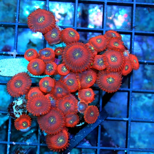 WYSIWYG 4x3 PALYTHOA CORAL - ULTRA GRADE SALTED AGAVE / MAGICIAN PALYTHOA CORAL-VERY VIVID COLOR!! live coral for sale - Extreme Corals