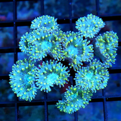 WYSIWYG 3.5X3.5 4X4 VERY VERY RARE "BLUEBERRY DUNCANSAMNIA" I ONLY GET A FEW OF THESE A YEAR live coral for sale - Extreme Corals