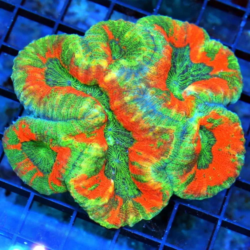 WYSIWYG 4.5X4 VERY VERY NICE MULTICOLORED NEON ORANGE NAD GREEN TRICOLORED AUSSIE LOBOPHYLLIA live coral for sale - Extreme Corals