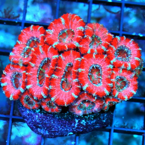 WYSIWYG 3.5 ULTRA COLORED PINK FLOYD ACANTHSTREA LORDHOWENSIS MINI COLONY live coral for sale - Extreme Corals