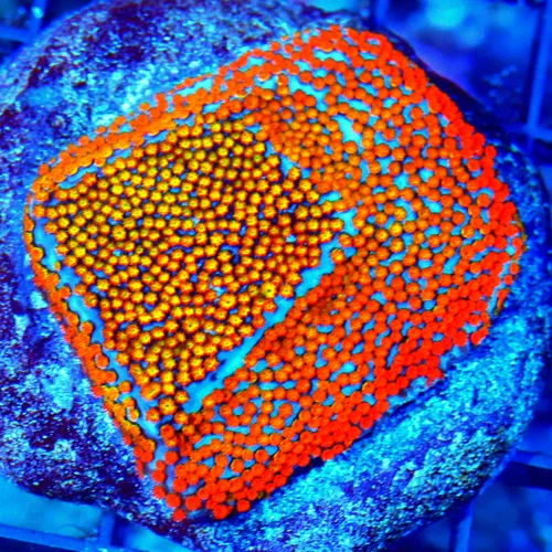 WYSIWYG 3 OUTRAGOUS ULTRA ULTRA COLORED SUNSET MONTIPORA-SUPER NICE MINI COLONY live coral for sale - Extreme Corals