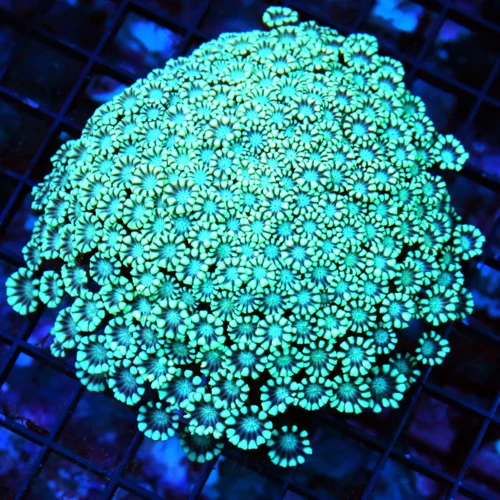 WYSIWYG 4.5X4.5 SEAFOAM BLUE ULTRA COLORED BEAUTIFUL SOLID BLUE INDO GONIOPORA live coral for sale - Extreme Corals