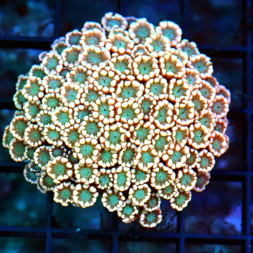 WYSIWYG 3" GREEN ALIEN EYED SUPER PINK ULTRA COLORED ULTRA GRADE GONIOPORA live coral for sale - Extreme Corals