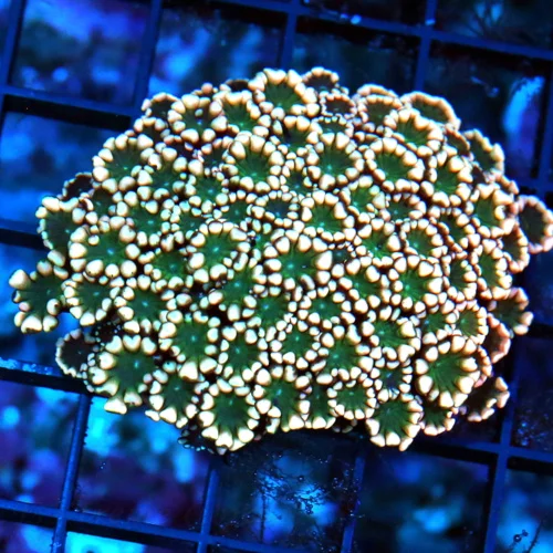 WYSIWYG 3" FOREST GREEN ALIEN EYED SUPER PINK ULTRA COLORED ULTRA GRADE GONIOPORA live coral for sale - Extreme Corals