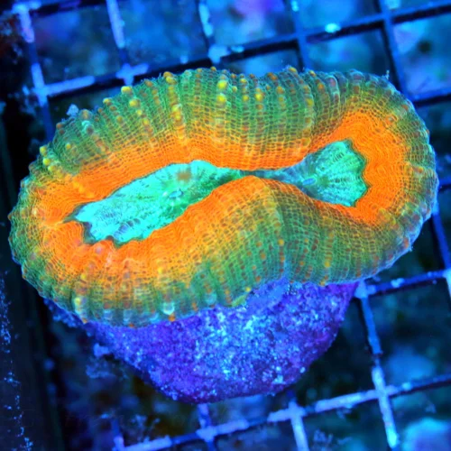 WYSIWYG 3.5 SUPER BLUE EYED ORANGE RINGED GREEN AUSSIE MINI COLONY LOBOPHYLLIA live coral for sale - Extreme Corals
