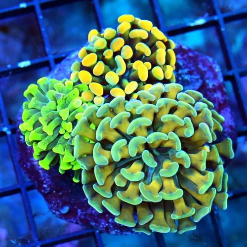 WYSIWYG 3.5" TRIPLE HEAD COMBO ULTRA COLORED ULTRA GRADE AUSSIE BRANCHING HAMMER MINI COLONY live coral for sale - Extreme Corals